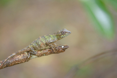Agamidae