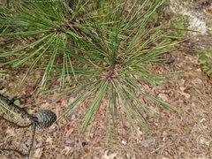 Pinus rigida