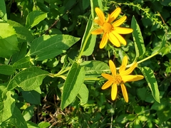 Heliopsis helianthoides