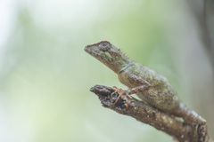 Agamidae