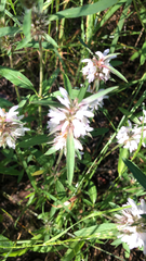 Monarda citriodora