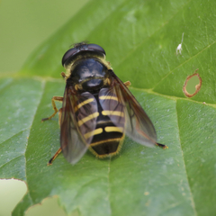 Sericomyia chalcopyga