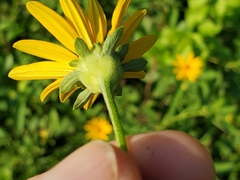 Heliopsis helianthoides