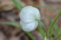 Podophyllum peltatum
