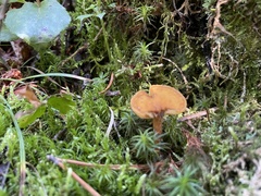 Gymnopilus penetrans
