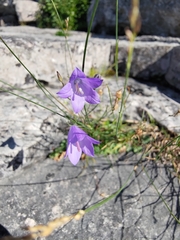 Campanula rotundifolia