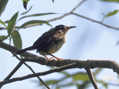 Thryothorus ludovicianus