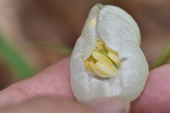 Podophyllum peltatum