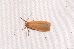 Eilema depressa