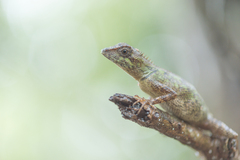 Agamidae