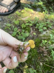 Gymnopilus penetrans