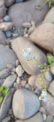Myosotis scorpioides