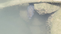 Arothron meleagris
