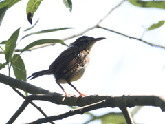 Thryothorus ludovicianus