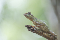 Agamidae