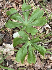 Podophyllum peltatum