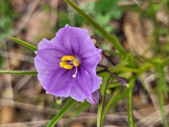 Solanum vescum