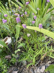 Polygala curtissii