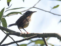 Thryothorus ludovicianus