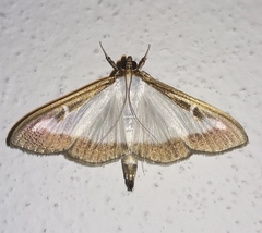 Cydalima perspectalis