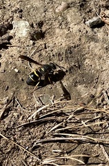 Euodynerus foraminatus