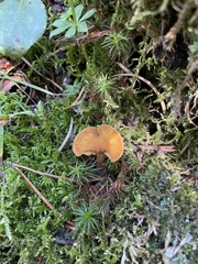 Gymnopilus penetrans