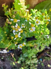 Tanacetum parthenium