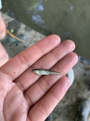 Luxilus chrysocephalus