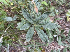 Potentilla pulcherrima