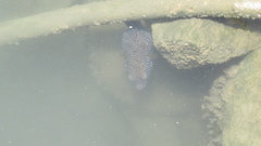 Arothron meleagris