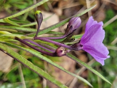 Solanum vescum