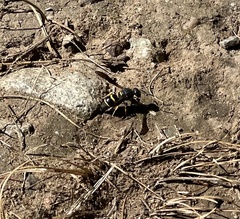 Euodynerus foraminatus