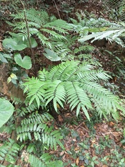 Angiopteris lygodiifolia