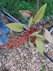 Amaranthus viridis