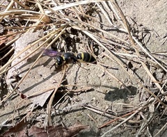 Euodynerus foraminatus