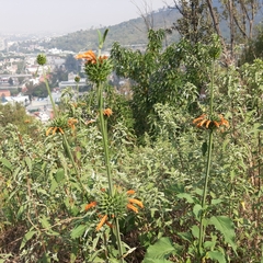Leonotis nepetifolia