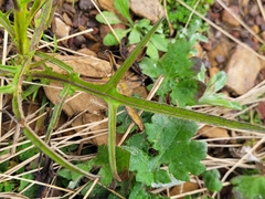 Solanum vescum