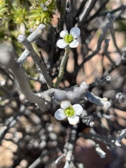 Montinia caryophyllacea