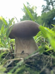 Tylopilus