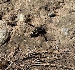 Euodynerus foraminatus