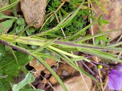 Solanum vescum