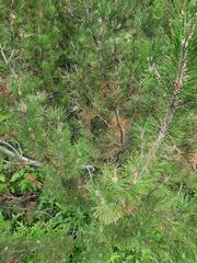 Pinus banksiana
