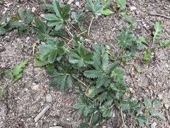 Potentilla pulcherrima