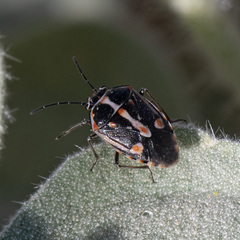 Bagrada hilaris