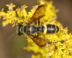 Cerceris atramontensis