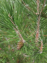 Pinus banksiana