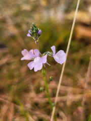 Nuttallanthus canadensis