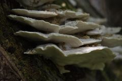 Climacodon septentrionalis