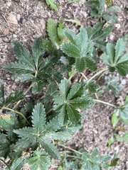 Potentilla pulcherrima