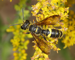 Cerceris atramontensis